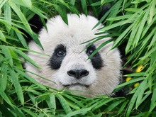 Panda Earth Protectors, UGDSB's avatar